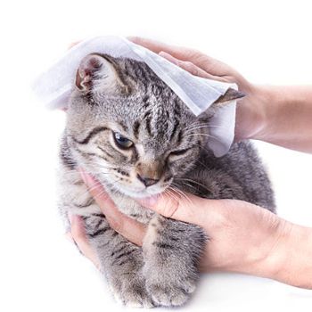 Pet Wipes